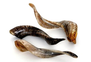 Véritables cornes de brebis naturelles polies pour la décoration et l'artisanat, haute qualité - Product Image 6