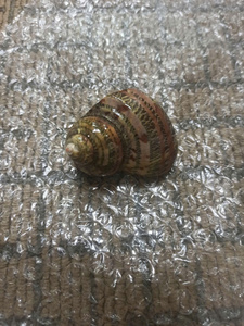 เปลือกหอยนอติลุสแบบมีช่อง  เปลือกหอยทะเลธรรมชาติ  จำหน่ายจำนวนมากจากโรงงานเวียดนาม สำหรับงานตกแต่ง งานฝีมือ และของตกแต่งธีมมหาสมุทร - Product Image 4