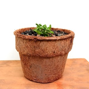 Kit de sistema de cultivo hidropónico para plantas pequeñas biodegradables Semillas de fibra de coco Plantación de macetas de coco - Product Image 1
