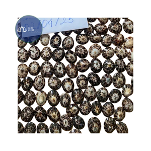 [ALTA CALIDAD] |   Conchas de Limpet Azules Trituradas a Granel |   Para la creación de posavasos de resina, manualidades DIY, Vietnam - Product Image 1