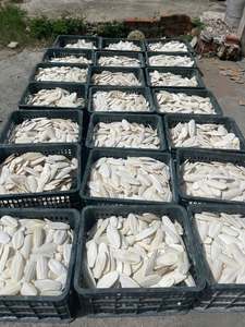 Huesos de Sepia Secos Enteros de 20-40 cm, Mariscos Naturales Ricos en Proteínas, Primera Calidad, Vietnam, 2 Años de Duración, Empaque en Caja - Product Image 2
