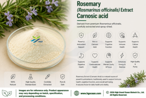 HGO Factory Direct Supply Extrait de romarin naturel pur (Rosmarinus officinalis) Acide carnosique 40% (extrait standardisé) - Product Image 2