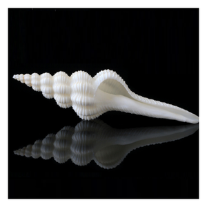 คอลเลกชันเปลือกหอย – เปลือกหอยสังข์และเปลือกหอยทากสำหรับงานประดิษฐ์ ตกแต่งบ้าน และงานศิลปะสร้างสรรค์ - Product Image 6