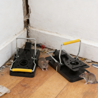 Pièges à rongeurs automatiques, capture humaine de souris et de rats, piège à ressort pour tuer les rats