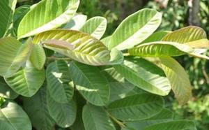 Té de Hoja de Alcachofa Premium de Grado Alimenticio |   Secado al Sol |   Venta al por Mayor Directa de Fábrica |   OEM y Marca Privada Vietnam - Product Image 3