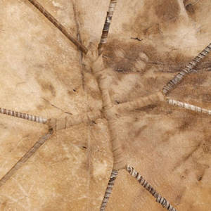 Tambor Chamánico Grande con Marco de Madera y Piel Natural para Sanación Sonora, Meditación y Rituales Tribales, Tambor Chamánico Profesional - Product Image 4