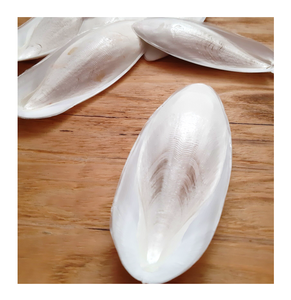 Dried Cuttlefish Bone Whole Seafood Protein Rich Nutritious For <b>Bird</b> Chew <b>Aviary</b> Pet Product Export Grade 20-40cm - Product Image 1