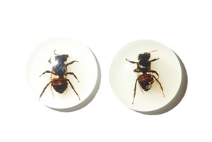 Honey <b>Bee</b> Real Specimen Plastic Cabochon Round 25x25 mm Glow Flat Bottom for Crafts and Jewelry Making - Product Image 2