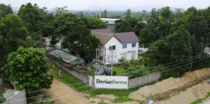 Vietnam Wholesale Frozen Mango IQF <b>Sliced</b> Bulk Vacuum Pack Private Label OEM Fruit Supplier HACCP/ISO Certified - Product Image 6