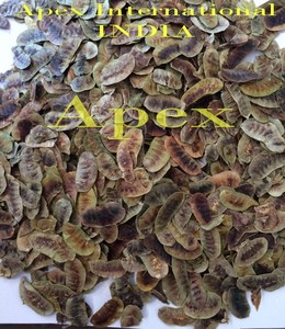 Vainas de Senna Secas, Corte en T, Producto Agrícola Natural - Product Image 5