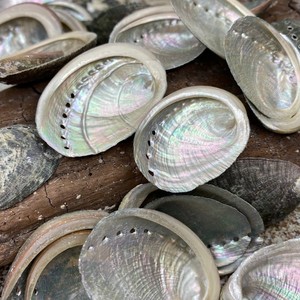 Raw <b>abalone</b> <b>shell</b> from Vietnam supplier lowest price sea <b>shells</b> wholesale seashell for making crafts - Product Image 3