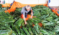Daun Bambu Vietnam Bahan Baku Ramah Lingkungan Ukuran Besar Produsen HNIECO Umur Simpan 12 Bulan Penyimpanan Kering Buatan Vietnam