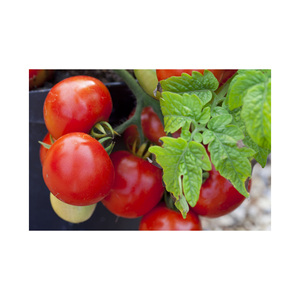 Tomates redondos 100% maduros en venta, tomates carnosos - Product Image 5
