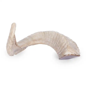 Shofar Auténtico de Cuerno de Carnero, Instrumento de Soplo Artesanal para Oración, Neha Enterprises, Culto Religioso, Sinagoga, Festival - Product Image 2