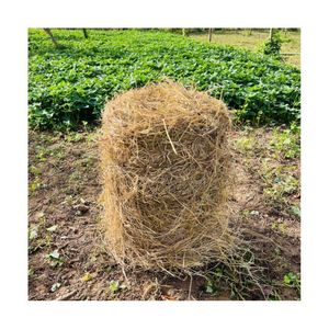 BEST SELLER Rice Straw For Useful Soil Mulching Moisture Retention And Bio Energy <b>Pellet</b> Production Wholesales Placements - Product Image 1