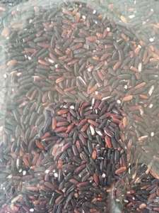 Arroz Negro Orgánico Premium al por Mayor |   Sin OMG, Alto en Fibra, Rico en Antioxidantes |   Ideal para Restaurantes y Minoristas - Product Image 5