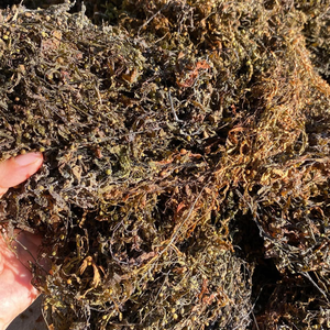 Algas Sargassum Secas al 100% Pura de Vietnam para Fertilizantes, Biomasa e Industrias de Alginato, a Granel, Marca KMI - Product Image 1