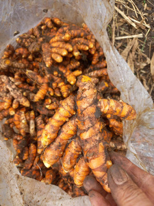 High End Dried AD Turmeric <b>Starch</b> Powder for Luxury Wellness and Beauty Brands 100% Pure Curcumin Extract Vietnam Origin Export - Product Image 6