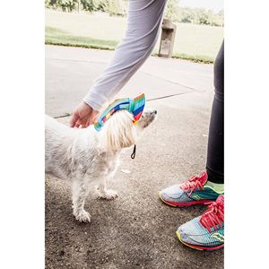 Cappello per Cani Colorato con Protezione UV, Regolabile e alla Moda, con Visiera, Abbigliamento per Animali Domestici - Product Image 4