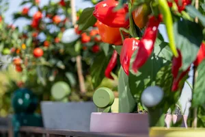 CITICITY <b>Soil</b> Moisture Meter for Garden Plants Dual Probe <b>Soil</b> Hygrometer Plant Watering <b>Tester</b> High Accuracy Moisture Sensor - Product Image 5