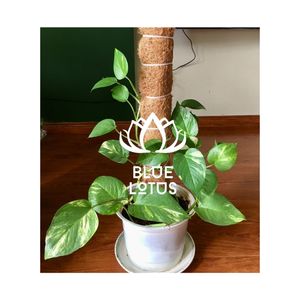 Poteau en fibre de coco de qualité supérieure, qualité immaculée pour les projets de plantation traditionnels et matériau durable pour la décoration verticale extérieure - Product Image 1