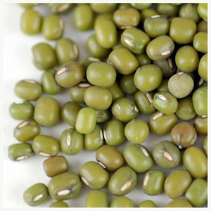 Prix d'usine, qualité supérieure, haricots mungo verts, haricots Vigna, haricots verts - Product Image 4