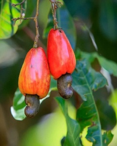 [VENTE CHAUDE] Type de traitement brut du noyau de noix de cajou LP Type de culture commun standard EU AFI Originaire Binh Phuoc-Noix de cajou - Product Image 6