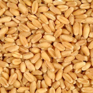 Granos de Trigo de Grado Alimenticio de Primera Calidad, Listos para Enviar al por Mayor, Exportación a Granel, Suministro de la Mejor Calidad - Product Image 2