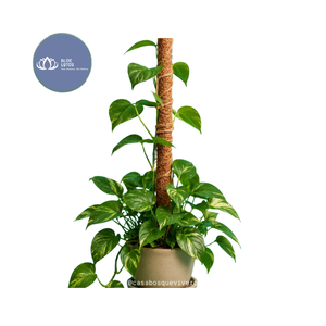 Poteaux en fibre de coco écologiques disponibles – Supports d'escalade naturels robustes en gros - Product Image 1