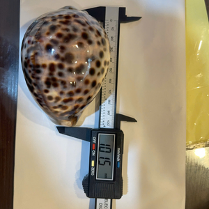 เปลือกหอยเวียดนามขนาดเล็กเนื้อเนียน สำหรับตกแต่งกระเช้าของขวัญสุดหรู และถาดต้อนรับโรงแรมหรู จาก 99 โกลด์ ดาต้า - Product Image 3