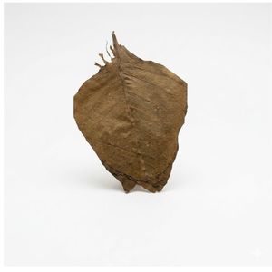 Feuilles d'amarante verte naturelles et nutritives YAMUNA, produit agricole séché - Product Image 6