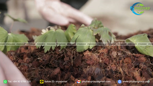 Bloc ou sac de fibre de coco biologique pour la culture, la préparation du substrat, le desserrage du sol, la croissance saine des racines, à prix abordable - Product Image 2