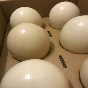 Huevos de Avestruz Frescos de Primera Calidad, Naturales, Saludables, Fértiles, Comestibles, Exóticos, para Incubar, Compre Ahora, Grado Granja, Venta al por Mayor, Opción de Entrega Rápida - Product Image 1
