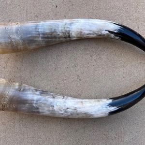 Par de Cuernos de Búfalo Pulidos para Decoración de Pared, Diseño Art Deco, Grandes de 27 a 35 Pulgadas, para Bodas, Cumpleaños, Aniversarios - Product Image 4