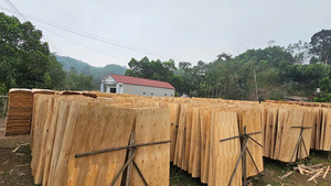 Placage en rondelles de bois durable et écologique pour l'approvisionnement en gros (longueur 1270 mm, humidité 10-12%), surface propre, grain de bois industriel - Product Image 6