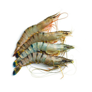 กุ้งสด 100% คุณภาพสูง กุ้งแช่แข็ง ราคาถูก - Product Image 1
