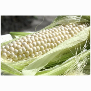 Bulk White Corn Supplier for Feed <b>Mills</b> Livestock Nutrition Poultry Industry and International Trade Companies - Product Image 4