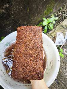 Granulés de tourbe de coco de qualité supérieure |   Tablettes de coco compressées écologiques pour milieux de propagation - Mme Tarina - Product Image 4