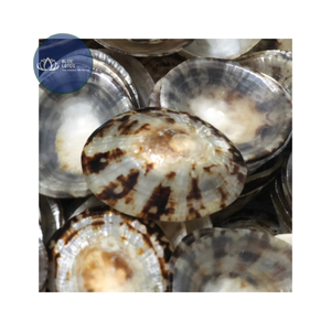[MEJOR VENTA] |   Material de Concha de Limpet Azul Triturada a Granel |   Para Arte en Resina, Decoración de Baldosas de Terrazo, Vietnam - Product Image 1