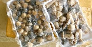 Champignons de paille congelés de haute qualité Champignons biologiques et naturels transformés au Vietnam - Product Image 6