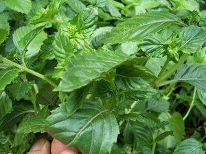 Produit agricole vietnamien : Gelée d'herbe séchée pour la production de gelée aux herbes traditionnelle - Product Image 5