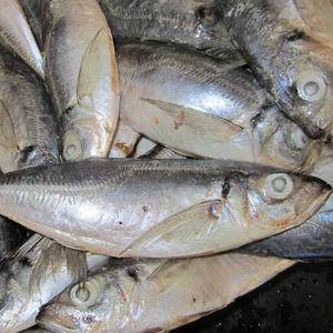 <span class=keywords><strong>ขาย</strong></span>ส่งปลาทอมสัน (<span class=keywords><strong>ปลา</strong></span>แมคเคอเรลแอฟริกัน) แช่แข็ง ขนาด 25 ซม. ขึ้นไป รา<span class=keywords><strong>คา</strong></span><span class=keywords><strong>ถูก</strong></span> เหมาะสำหรับทำอาหาร - Product Image 2