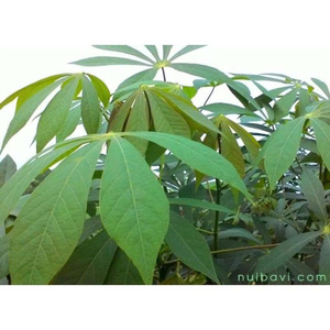 Hojas frescas de yuca de Vietnam |   Verduras de hoja verde nutritivas para cocinar platos y sopas tradicionales - Product Image 2