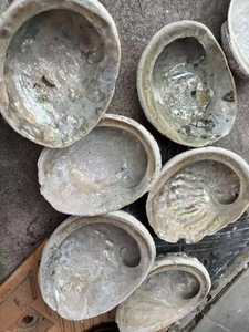 ขายส่งเปลือกหอยเป๋าฮื้อธรรมชาติแบบไม่ขัดเงา, เปลือกหอยเป๋าฮื้อขายส่ง, ชามเซจ - Product Image 4