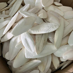 Os de Seiche Broyé – Supplément de Calcium Premium – Os de Seiche (Os de Calamar) Séché de Qualité Supérieure – Couleur Blanche, Faible Teneur en Humidité pour Oiseaux et Perroquets - Product Image 6