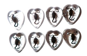 Scorpion noir, spécimen réel, cabochon en plastique, cœur 17x21 mm, fond plat transparent, pour artisanat et fabrication de bijoux - Product Image 4