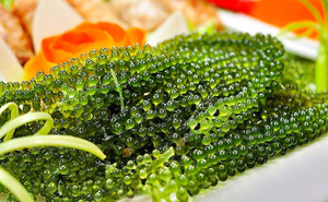Uvas de Mar de Vietnam Más Vendidas |   Caviar Verde Deshidratado a Granel y en Sobres de 20g - Product Image 2
