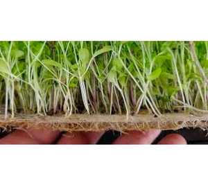 Poudre de tourbe brune de qualité supérieure pour la plantation, amendement du sol organique riche en nutriments - Product Image 3