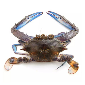 Crabes royaux surgelés de haute qualité disponibles à la vente - Product Image 1