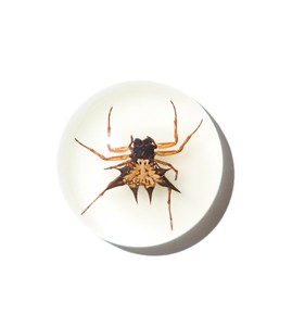 Spiny <b>Spider</b> Real Specimen <b>Plastic</b> Cabochon Round 25x25 mm Glow Flat Bottom for Crafts and Jewelry Making - Product Image 3